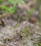 Slender plantain